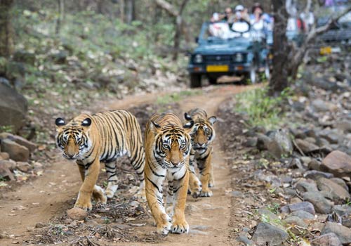 7 Days Golden Triangle With Tiger Safar